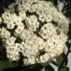 Willowwood Viburnum - 3 Gallon Pot 2 Willowwood Viburnum - 3 Gallon Pot -Garden Plant Seeds viburnum rhytidophylloides willowwood 1