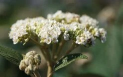 Willowwood Viburnum - 3 Gallon Pot -Garden Plant Seeds viburnum rhytidophylloides willowwood 2