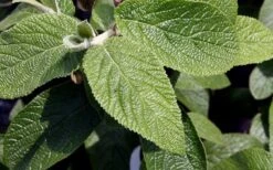 Willowwood Viburnum - 3 Gallon Pot -Garden Plant Seeds viburnum rhytidophylloides willowwood 3