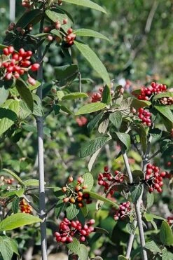 Willowwood Viburnum - 3 Gallon Pot -Garden Plant Seeds viburnum rhytidophylloides willowwood 5