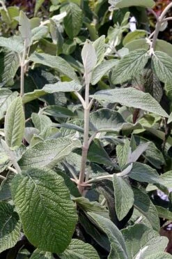 Willowwood Viburnum - 3 Gallon Pot -Garden Plant Seeds viburnum rhytidophylloides willowwood 6