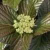 Shiny Dancer Viburnum - 2 Gallon Pot -Garden Plant Seeds viburnum shiny dancer 25