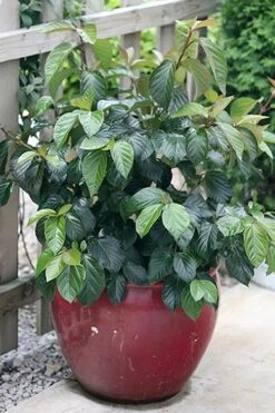 Shiny Dancer Viburnum - 2 Gallon Pot -Garden Plant Seeds viburnum shiny dancer 26