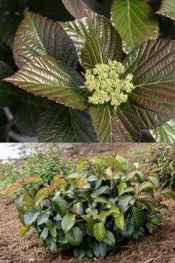 Shiny Dancer Viburnum - 2 Gallon Pot -Garden Plant Seeds viburnum shiny dancer 27