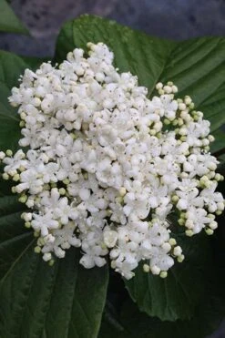 Shiny Dancer Viburnum - 2 Gallon Pot -Garden Plant Seeds viburnum shiny dancer 4 500x750 1