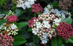 Spring Bouquet Viburnum - 6 Pack Of 1 Gallon Pots -Garden Plant Seeds viburnum spring bouquet 800x500 1