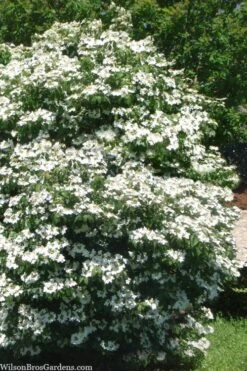 Summer Snowflake Viburnum - 1 Gallon Pot 13 Summer Snowflake Viburnum - 1 Gallon Pot -Garden Plant Seeds viburnum summer snowflake 102