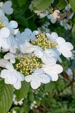 Summer Snowflake Viburnum - 1 Gallon Pot 14 Summer Snowflake Viburnum - 1 Gallon Pot -Garden Plant Seeds viburnum summer snowflake 103