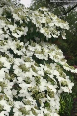 Summer Snowflake Viburnum - 1 Gallon Pot 16 Summer Snowflake Viburnum - 1 Gallon Pot -Garden Plant Seeds viburnum summer snowflake 105