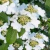 Summer Snowflake Viburnum - 1 Gallon Pot 2 Summer Snowflake Viburnum - 1 Gallon Pot -Garden Plant Seeds viburnum summer snowflake 106