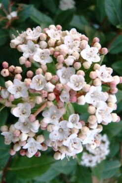 Spring Bouquet Viburnum - 6 Pack Of 1 Gallon Pots -Garden Plant Seeds viburnum tinus spring bouquet 1