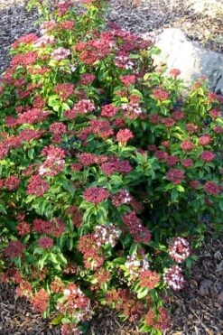 Spring Bouquet Viburnum - 3 Gallon Pot 13 Spring Bouquet Viburnum - 3 Gallon Pot -Garden Plant Seeds viburnum tinus spring bouquet 2 2