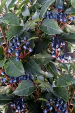 Spring Bouquet Viburnum - 3 Gallon Pot 14 Spring Bouquet Viburnum - 3 Gallon Pot -Garden Plant Seeds viburnum tinus spring bouquet 5 2