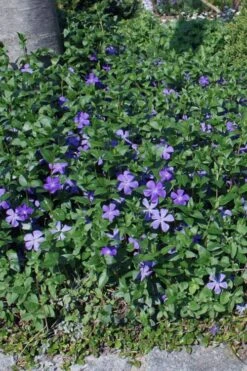 Bigleaf Periwinkle (Vinca Major) - 10 Pack Of Pint Pots -Garden Plant Seeds vinca major bigleaf periwinkle 10