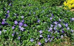 Bigleaf Periwinkle (Vinca Major) - 10 Pack Of Pint Pots -Garden Plant Seeds vinca major bigleaf periwinkle 11
