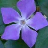 Bigleaf Periwinkle (Vinca Major) - 10 Pack Of Pint Pots -Garden Plant Seeds vinca major bigleaf periwinkle 13