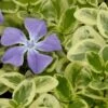 Expoflora Variegated Bigleaf Periwinkle (Vinca Major) - 6 Pack Of Pint Pots -Garden Plant Seeds vinca major expoflora variegated periwinkle 1