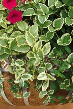 Expoflora Variegated Bigleaf Periwinkle (Vinca Major) - 6 Pack Of Pint Pots -Garden Plant Seeds vinca major expoflora variegated periwinkle 4