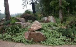 Expoflora Variegated Bigleaf Periwinkle (Vinca Major) - 6 Pack Of Pint Pots -Garden Plant Seeds vinca major variegata big leaf periwinkle 12