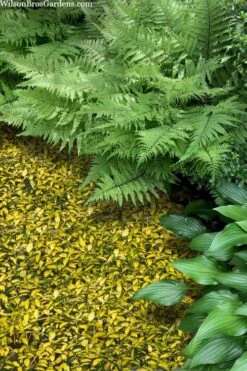 Illumination Variegated Periwinkle (Vinca Minor) - 5 Pack Of Pint Pots -Garden Plant Seeds vinca minor illumination 8