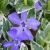 Ralph Shugert Variegated Periwinkle - Vinca Minor - 18 Pack Of Pint Pots -Garden Plant Seeds vinca minor ralph shugert variegated evergreen periwinkle 1 1