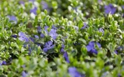 Ralph Shugert Variegated Periwinkle - Vinca Minor - 3 Pack Of Pint Pots -Garden Plant Seeds vinca minor ralph shugert variegated evergreen periwinkle 3