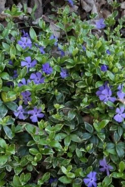 Ralph Shugert Variegated Periwinkle - Vinca Minor - 3 Pack Of Pint Pots -Garden Plant Seeds vinca minor ralph shugert variegated evergreen periwinkle 4