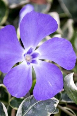 Ralph Shugert Variegated Periwinkle - Vinca Minor - 18 Pack Of Pint Pots -Garden Plant Seeds vinca minor ralph shugert variegated evergreen periwinkle 6 1