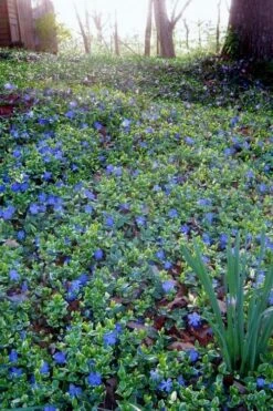 Ralph Shugert Variegated Periwinkle - Vinca Minor - 18 Pack Of Pint Pots -Garden Plant Seeds vinca minor ralph shugert variegated evergreen periwinkle 7 1