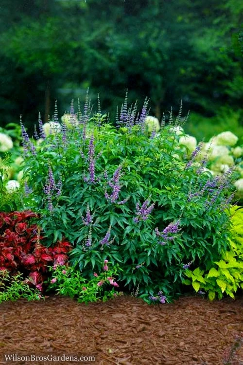 Blue Diddley Dwarf Chaste Tree (Vitex Agnus-castus) - 1 Gallon Pot 7 Blue Diddley Dwarf Chaste Tree (Vitex Agnus-castus) - 1 Gallon Pot - Image 5