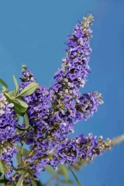 Delta Blues Chaste Tree (Vitex) - 7 Gallon Pot 9 Delta Blues Chaste Tree (Vitex) - 7 Gallon Pot -Garden Plant Seeds vitex agnus castus delta blues 22