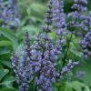 Blue Diddley Dwarf Chaste Tree (Vitex Agnus-castus) - 1 Gallon Pot 1 Blue Diddley Dwarf Chaste Tree (Vitex Agnus-castus) - 1 Gallon Pot -Garden Plant Seeds vitex blue diddley dwarf chaste tree 21