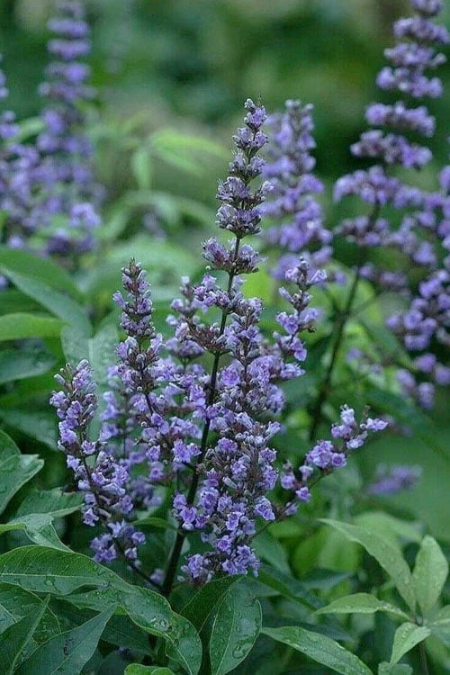 Blue Diddley Dwarf Chaste Tree (Vitex Agnus-castus) - 1 Gallon Pot 3 Blue Diddley Dwarf Chaste Tree (Vitex Agnus-castus) - 1 Gallon Pot