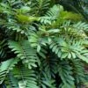 Coontie Palm (Zamia Pumila) - 7 Gallon Pot -Garden Plant Seeds zamia pumila florida coontie 4