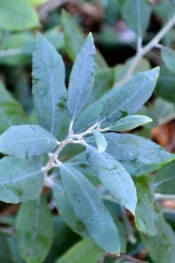 Woodlanders Blue Dusty Zenobia (Honeycup) - 3 Gallon Pot -Garden Plant Seeds zenobia woodlanders blue 21