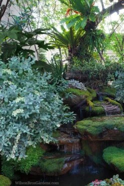 Woodlanders Blue Dusty Zenobia (Honeycup) - 3 Gallon Pot -Garden Plant Seeds zenobia woodlanders blue 25